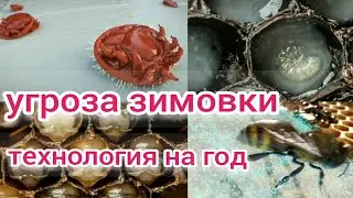 УГРОЗА ЗИМОВКИ. ПРОМЫШЛЕННАЯ ТЕХНОЛОГИЯ. BEEKEEPING. ПЧЕЛОВОДСТВО. клещь вароа. обработка от клеща
