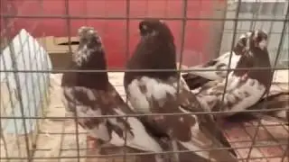 Свердловский молодой самец