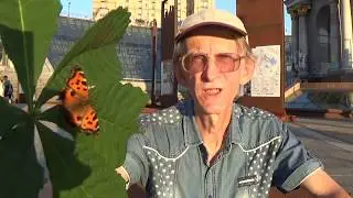 Нашествие Бабочек в Киеве и Области. Фурсов Виктор. Рассказ Энтомолога #2