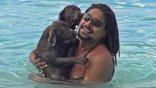 CUTE PUPPIES FIRST SWIM!