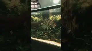 Awesome Angelfish Aquarium for Beginner