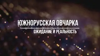 Южнорусская овчарка - ожидание и реальность.
