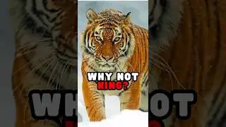 Why Tigers Are Not King Of The Jungle😲
