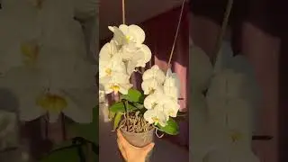 ВЗРЫВНОЕ ЦВЕТЕНИЕ ОРХИДЕЙ 