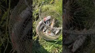 Catching predatory and peaceful fish. Fishing for light spinning and feeder.