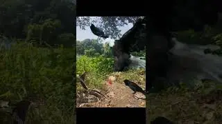 Raven Snake And Rooster vs Eagle #shorts #rooster #eagle