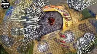 30 Tragic Moment ! Stupid Python Painfully Stuck While Swallowing Horned Prey | Animals Fight