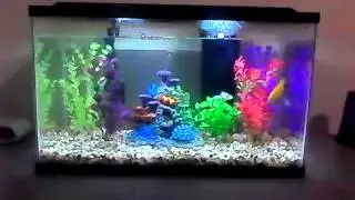 Under $100- 10 Gallon Aquarium