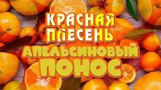 Красная Плесень - Апельсиновый понос | Лучшие песни