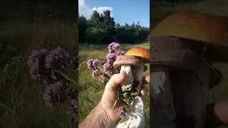 Грибное лето, середина