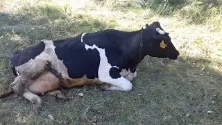 Сколько денег приносит дойная корова?