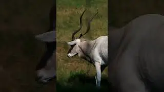 The addax's reflective coat protects them from harsh sunlight  #zoo #animalkingdom #animals