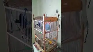 Pokaka