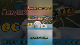Эффективная ловушка для ос