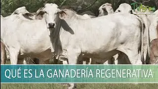 Que es la Ganaderia Regenerativa - TvAgro por Juan Gonzalo Angel Restrepo