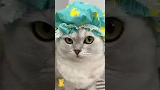 Funny Cat & Cute Kittens408😻 