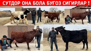 СУТДОР ОНА БОЛА БУҒОЗ СИГИРЛАР АЗАМАТ ОҒАНИ ФЕРМАСИ ХОРОШО БУ́ЙЛАБ ДАСТАВКА !!! ХОРАЗМ БОЗОР