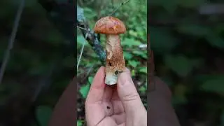 Шикарный подос попался в лесу! Красотища! #trending #лес #природа #nature #грибы #mashroom #forest