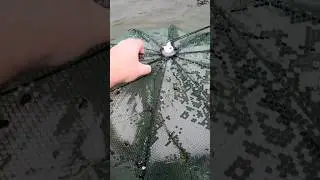 Ловим раки на китайские раколовки!!!