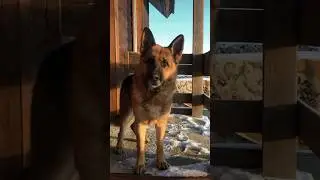 #немецкаяовчарка ждёт хозяина!