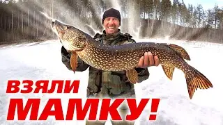 Трофейная щука на жерлицы! 3 дня в тайге. Подводная съемка. Как проходят обычные дни рыбаков