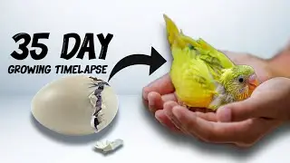 Budgie Growth Stages | First 35 Days of Babies Timelapse