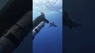 Is Diving with SHARKS Safe? 