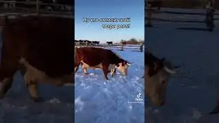 Сколько ещё это терпеть? 