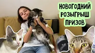 Новогодний розыгрыш призов для любителей котиков 😻😻😻