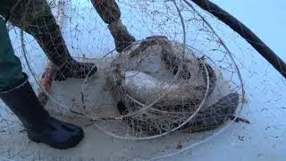 Онежские налимы ( монстры)