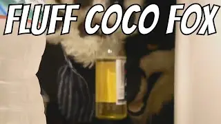 Fat Derp Butt Being Derp | Random Furry Video