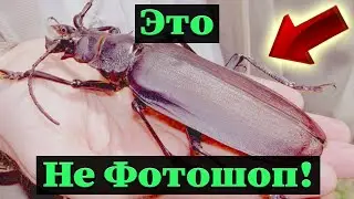 ➯УДИВИТЕЛЬНАЯ АМАЗОНКА - 5 шокирующих фактов | Страшные насекомые и необычные животные 🐱