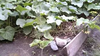 О теплых грядках   Личный опыт
