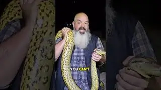 New Species: The Northern Green Anaconda. LARGEST SNAKE IN THE WORLD