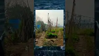 video hewan lucu kucing vs tikus #fypシ #fyp #shorts #short #memes #videolucuterbaru2023 #hewanlucu