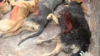 Жестокое убийство собак. Смерть в мучениях. (18+)