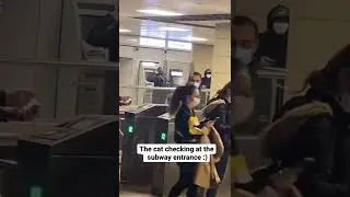 cat checking at subway entrence | funny cat #SHORTS