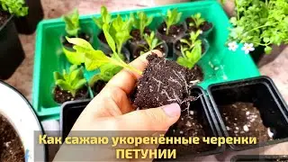 Как сажаю укоренённые черенки петунии и дальнейший уход