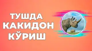 Тушда Каркидон курса