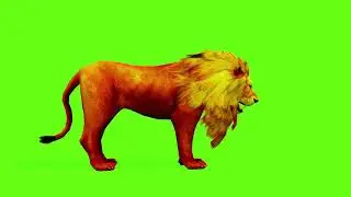 Green Screen Male Lion Animation Lion Green Screen Video