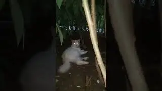 KUCING LUCU ANGGORA PUTIH MATA BIRU #kucing #shorts #kucinglucu #catlover
