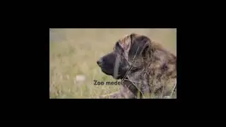 #Волк