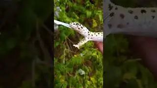 Снимаем старую шкуру 