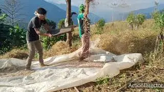 Planting and harvestings of Beans