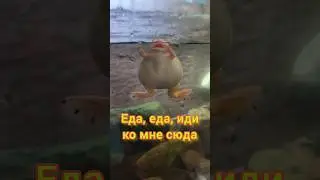Я всегда найду еду! Еда, еда, иди ко мне сюда 