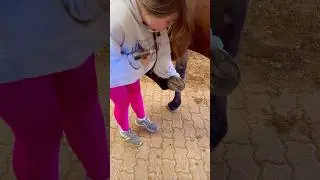 Beginner Vs Experienced Horse Owners! 🐴 