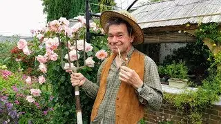 'In An English Cottage Garden'!