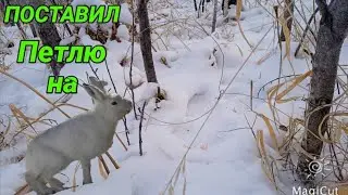 Поставил 6 петель на зайца [А ЗАЯЦ ЕСТЬ ]