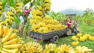 Use Truck Harvesting Tons Of Banana Goes To Market Sell | New Free Bushcraft