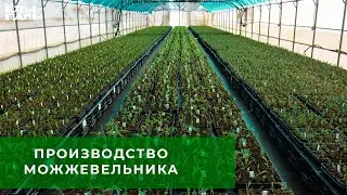 Производство можжевельника в 